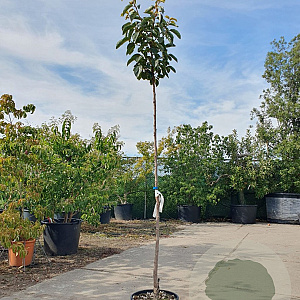 Diospyros kaki 'Vaniglia' 140 cm stam container 40-50 bol