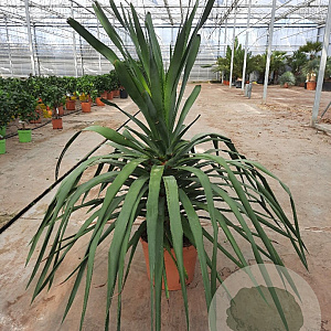 Dracaena draco 100 cm 35L