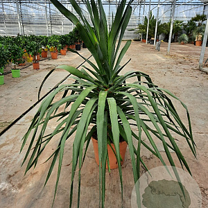 Dracaena draco 100 cm 35L