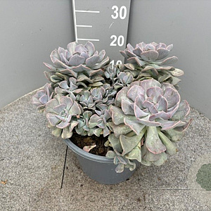Echeveria lilacina GM 9L