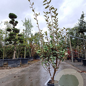 Elaeagnus ebbingei 100-125 cm 18L