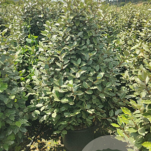 Elaeagnus ebbingei 120-140 cm 30L
