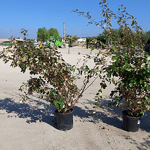 Elaeagnus ebbingei 120-140 cm 30L