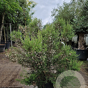 Erica canaliculata 100-125 cm 35L