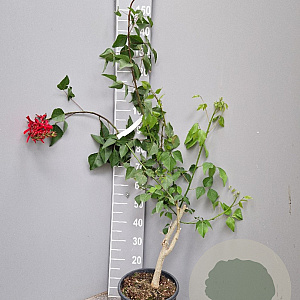 Erythrina crista-galli 100-125 cm 9L