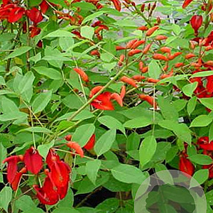 Erythrina crista-galli 'Compacta' 60-80 cm 4,5L