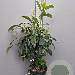 Eriobotrya japonica 125-150 cm 25L