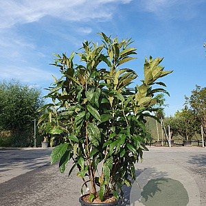 Eriobotrya japonica 150-175 cm 35L