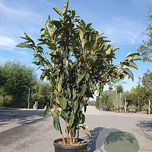 Eriobotrya japonica 175-200 cm cont. 70L