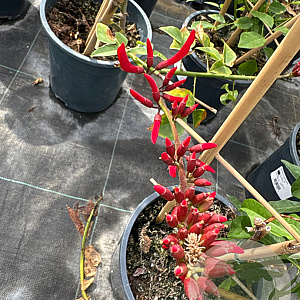 Erythrina americana 60-80 cm 4,5L