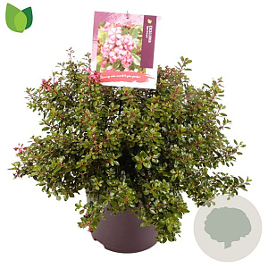 Escallonia 'Red Dream' 30-40 cm 10L
