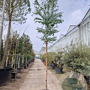 Eucalyptus cinerea 200 cm stam cont. 95L 14-16