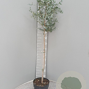 Eucalyptus gunnii Azura 150 cm stam 9L