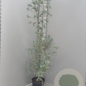 Eucalyptus gunnii Azura 200 cm 9L