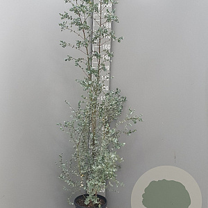 Eucalyptus gunnii Azura 200 cm 9L