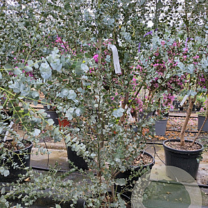 Eucalyptus gunnii Azura 200 cm 9L