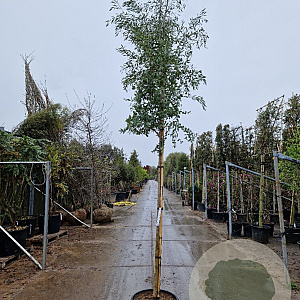 Eucalyptus gunnii Azura 200 cm stam cont. 95L 10-12