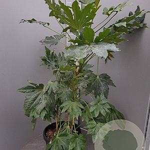 Fatsia japonica 125-150 cm 30L