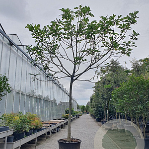 Ficus carica 180 cm stam cont. 130L 20-25