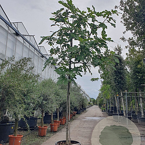 Ficus carica 180 cm stam cont. 70L