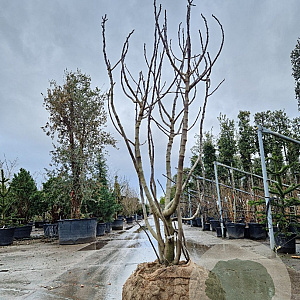 Ficus carica 300-350 cm container meerstammig karakter