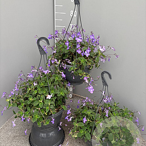 Streptocarpus saxorum GM C6L