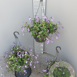 Streptocarpus saxorum GM C6L