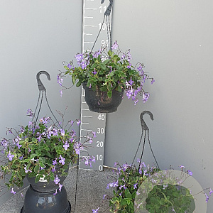 Streptocarpus saxorum GM C6L