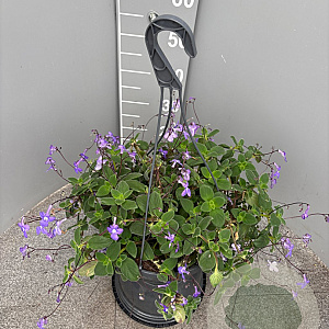 Streptocarpus saxorum GM C6L