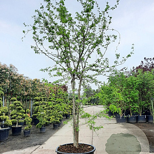 Gleditsia triacanthos inermis 500-550 cm container meerstammig