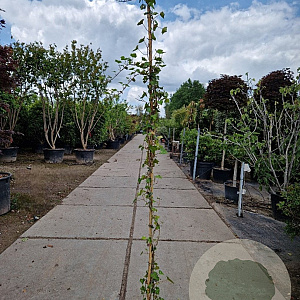 Hedera hibernica 175-200 cm 2,0L