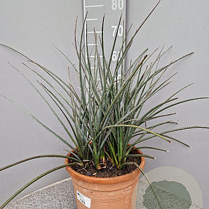 Hesperaloe parviflora GM 10L