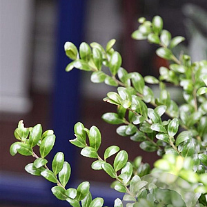 Ilex crenata 60-80 cm container pompon