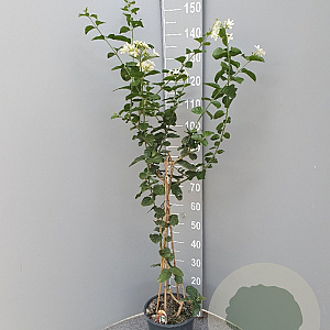 Jasminum sambac 120 cm C8 piramide