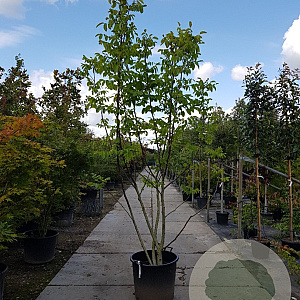 Juglans regia 250-300 cm container meerstammig