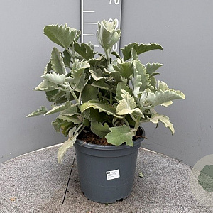 Kalanchoe beharensis GM 9L