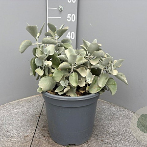 Kalanchoe bracteata GM 9L