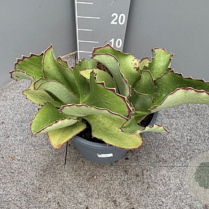 Kalanchoe synsepala GM 9L