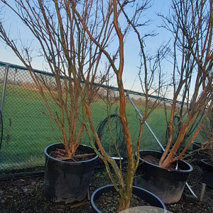 Lagerstroemia indica 400-450 cm container meerstammig