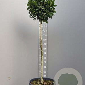 Laurus nobilis 100 cm stam container kroon 100-125