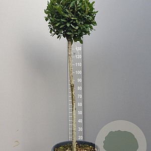 Laurus nobilis 100 cm stam container kroon 100-125