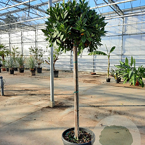 Laurus nobilis 130 cm stam container 60-80 bol