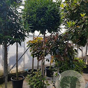 Laurus nobilis 140 cm stam container 60-80 bol