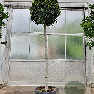 Laurus nobilis 140 cm stam container 60-80 bol