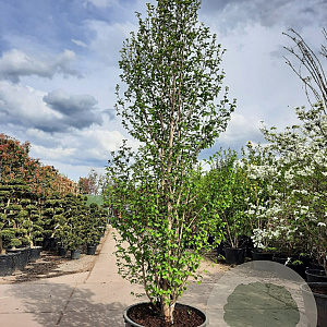 Magnolia loebneri 'Merrill' 300-350 cm container meerstammig