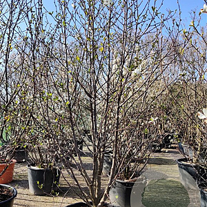 Magnolia loebneri 'Merrill' 300-350 cm container meerstammig