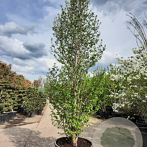 Magnolia loebneri 'Merrill' 300-350 cm container meerstammig