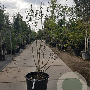 Magnolia soulangeana 200-250 cm container extra