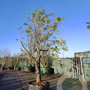 Melia azedarach 70 cm container 60-80