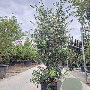 Metrosideros excelsa 150-175 cm 35L
